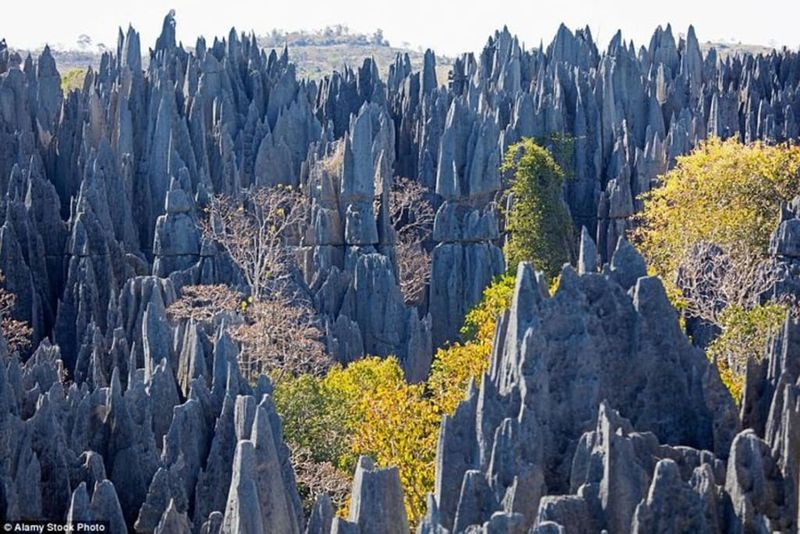 The Hidden Forest of Madagascar