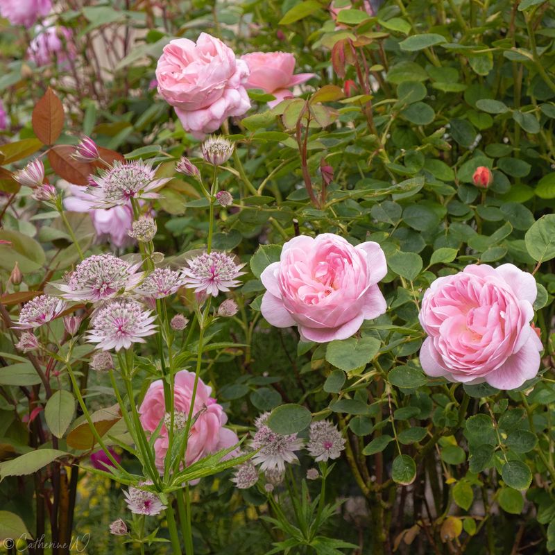 The Fading Charm of Rose Gardens