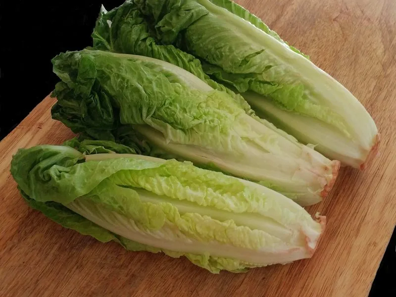 Romaine Lettuce
