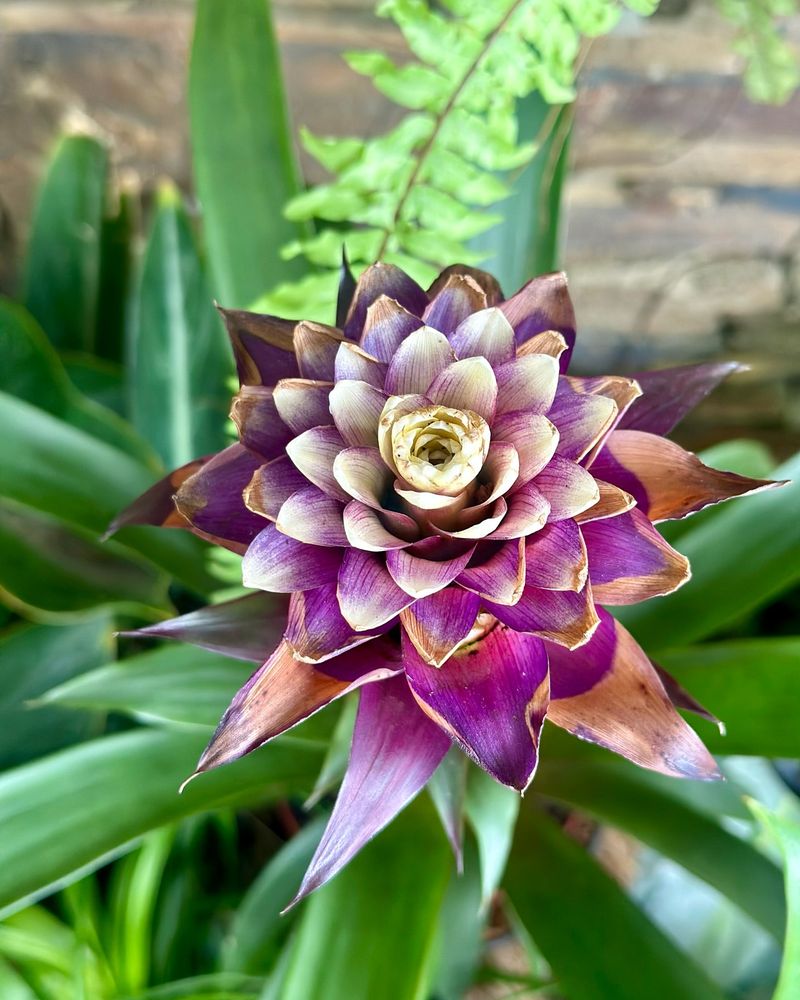The Hunt for Rare Plants