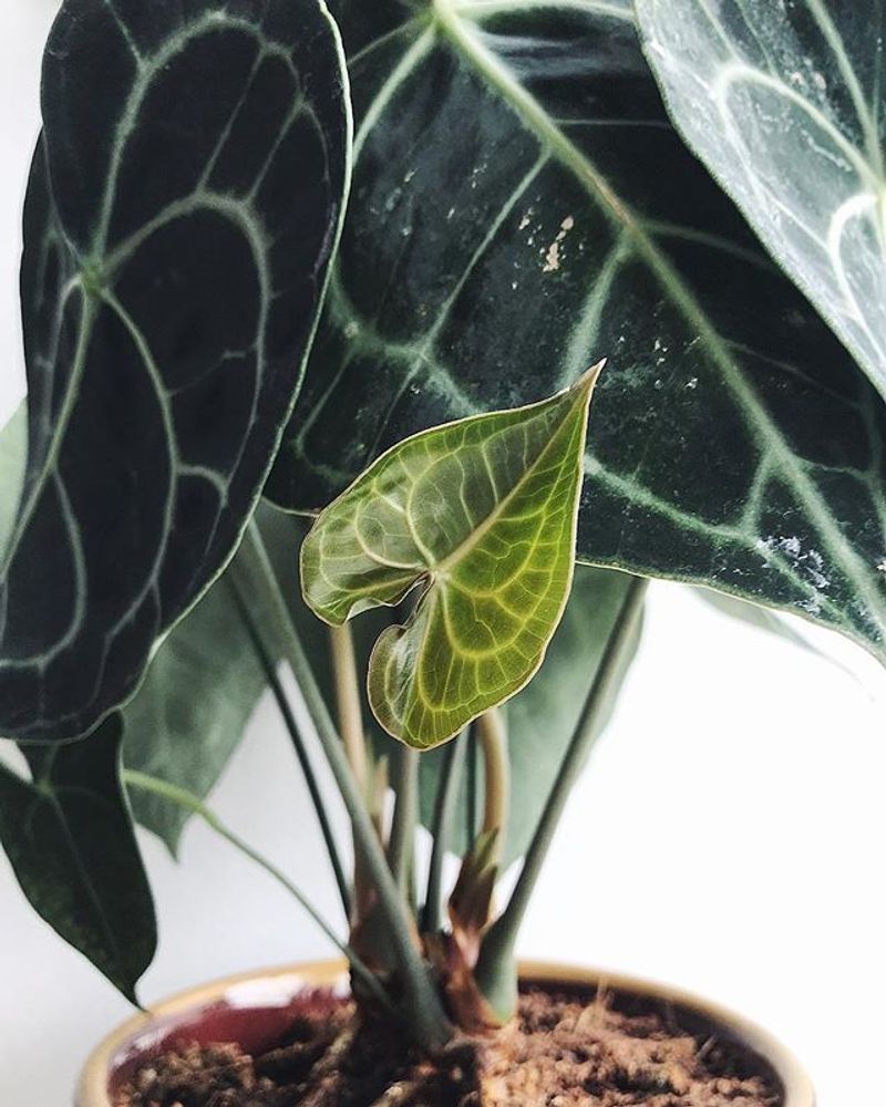 The Joy of a New Leaf