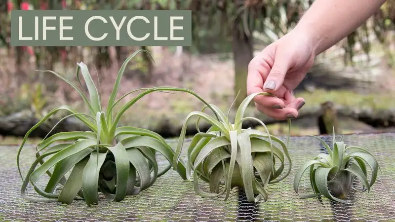 The Lifecycle of Shop Plants