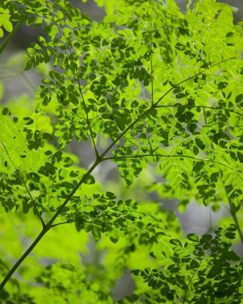 The Miracle Tree's Bounty