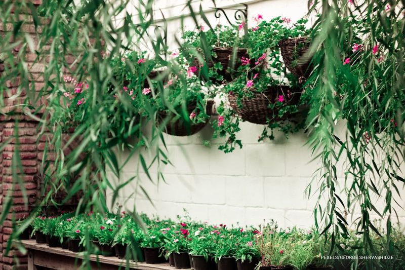 The Native Plant Sanctuary