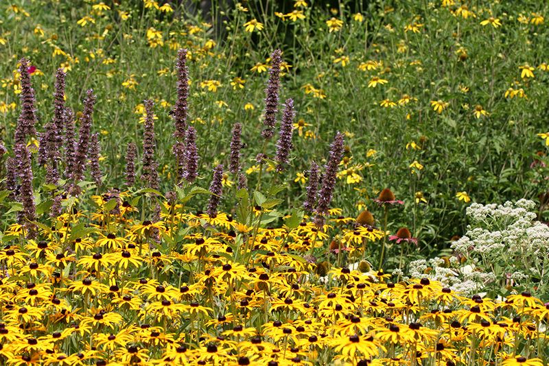 The Pollinator's Paradise