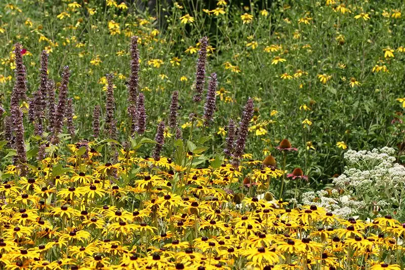The Pollinator's Paradise