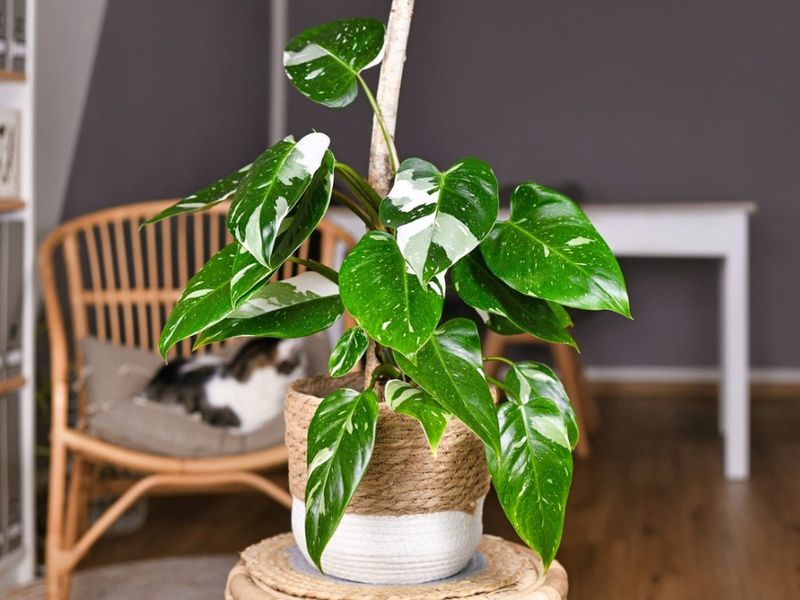 The Real Cost of Rare Plants