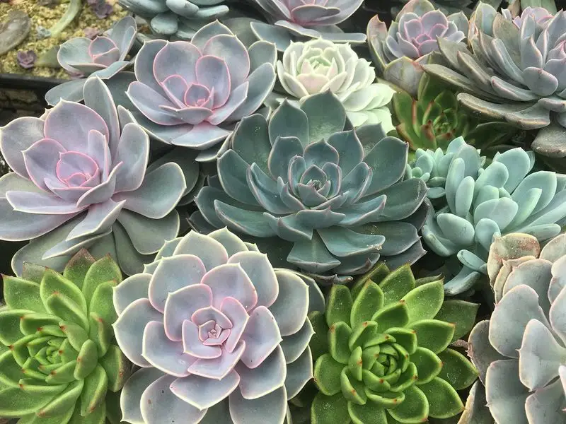 The Rise of Succulent Arrangements