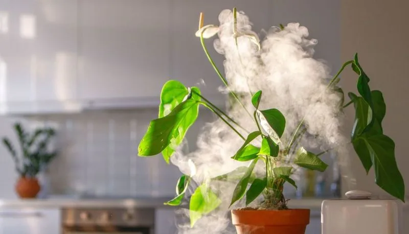 The Role of Humidity