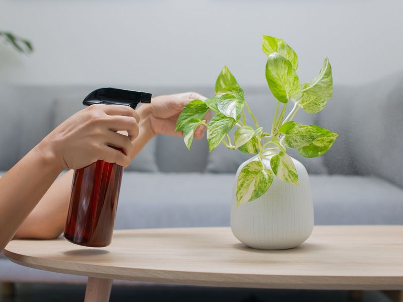 The Role of Humidity