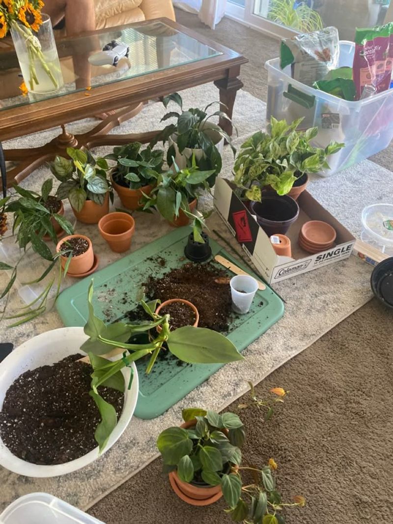 The Satisfaction of Repotting