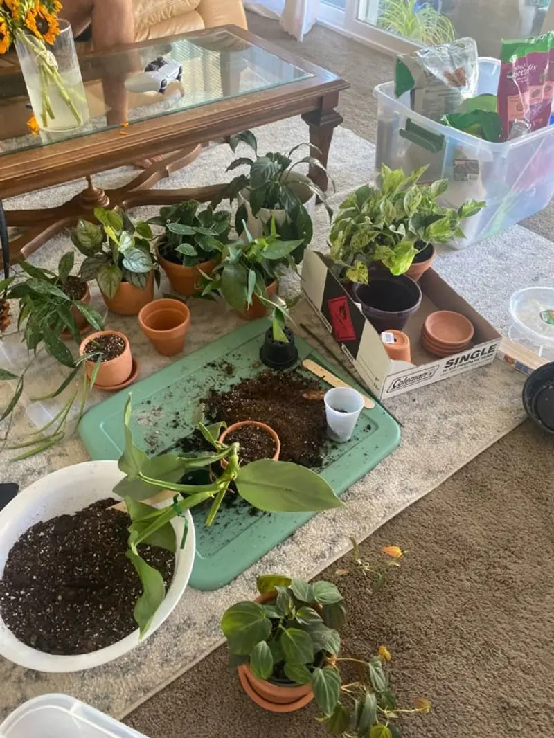 The Satisfaction of Repotting