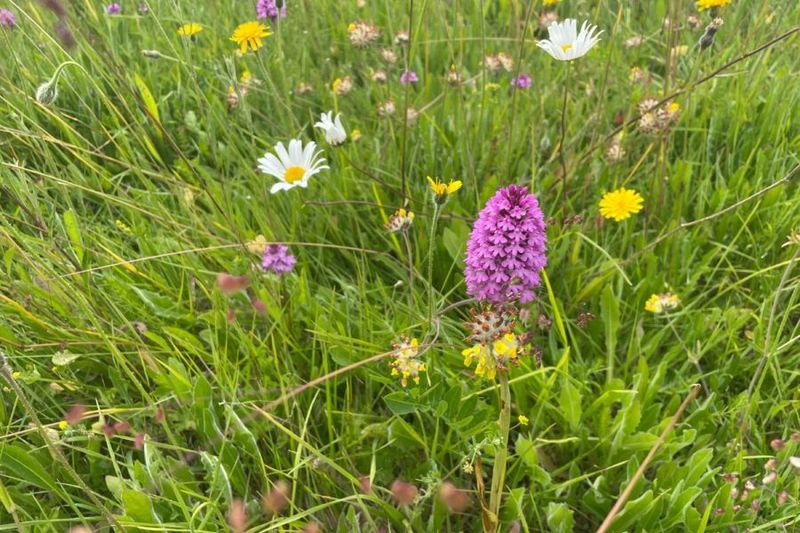 The Surge in Wildflower Meadows