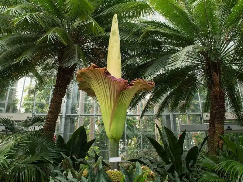 The Titanic Corpse Flower
