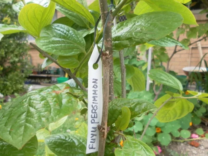 The Truth About Plant Labels