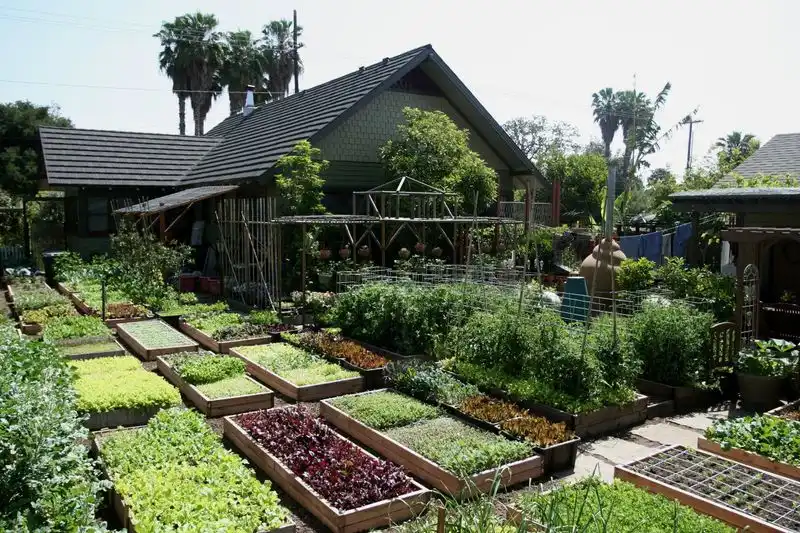 The Urban Homestead