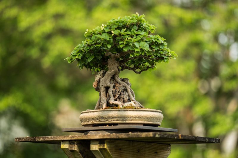 The Waning Interest in Bonsai