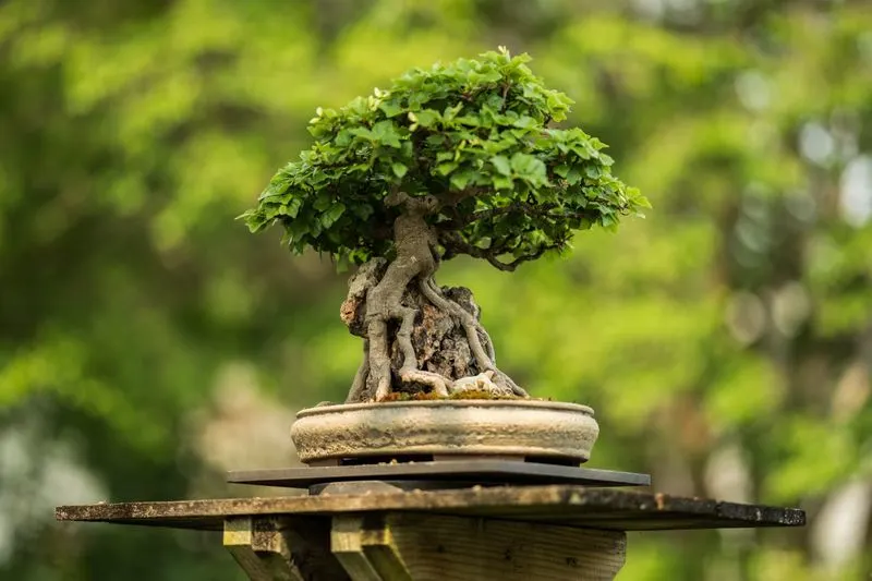 The Waning Interest in Bonsai