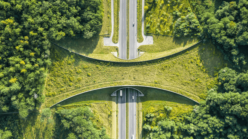 The Wildlife Corridor