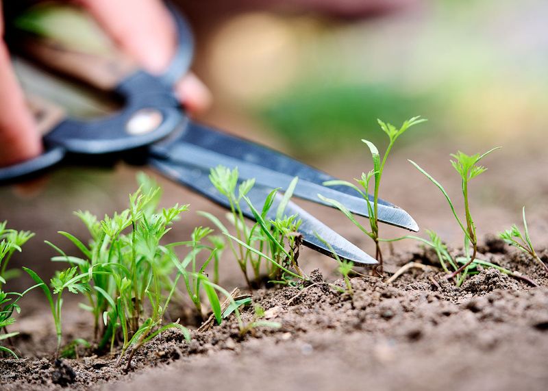 Thinning Seedlings
