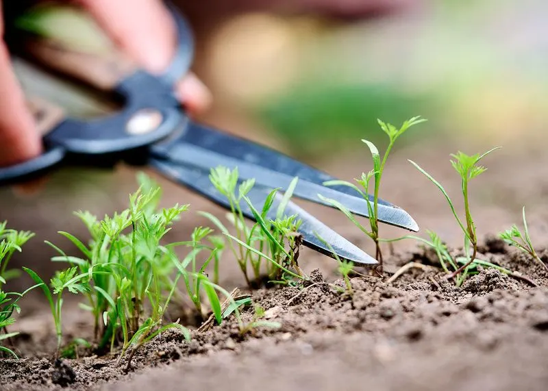 Thinning Seedlings