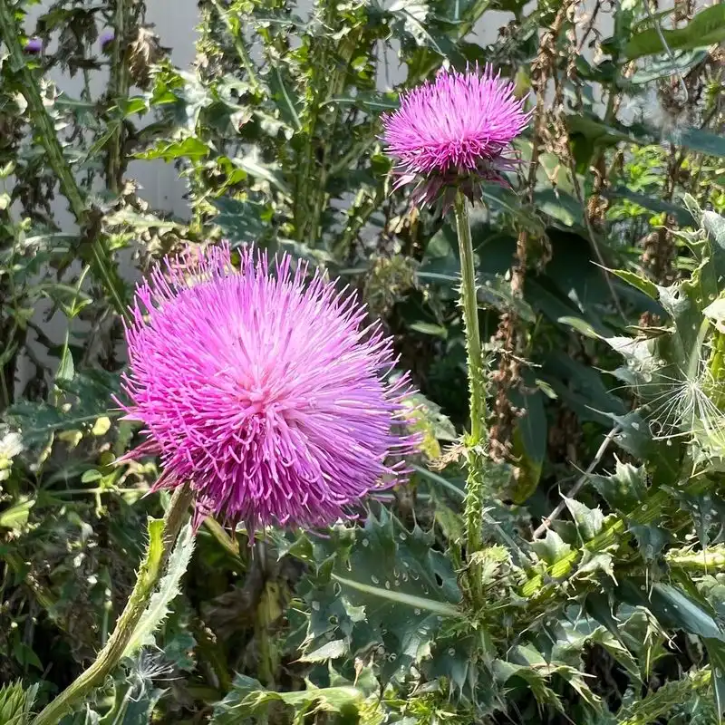 Thistle