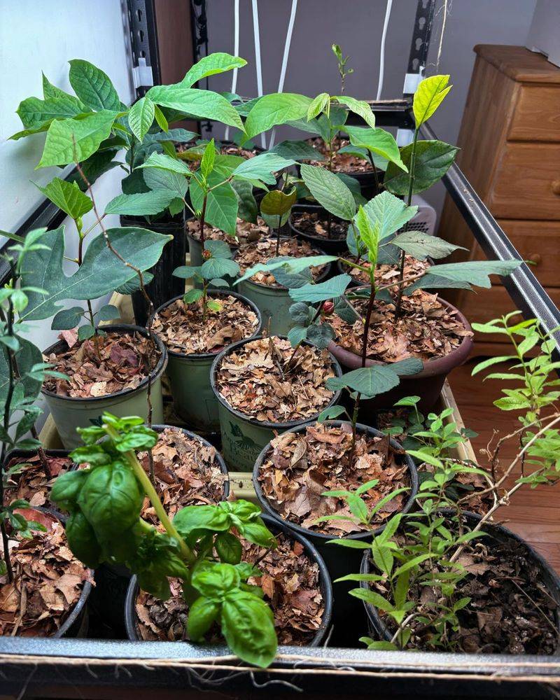 Tropical Plants Needing Indoor Care in Winter
