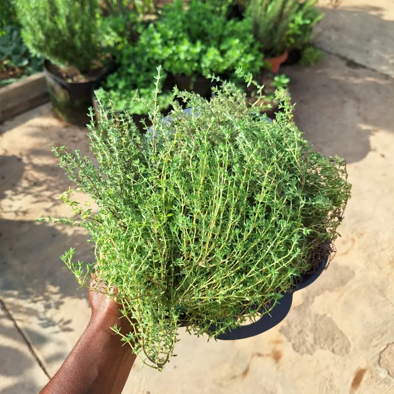 Thyme