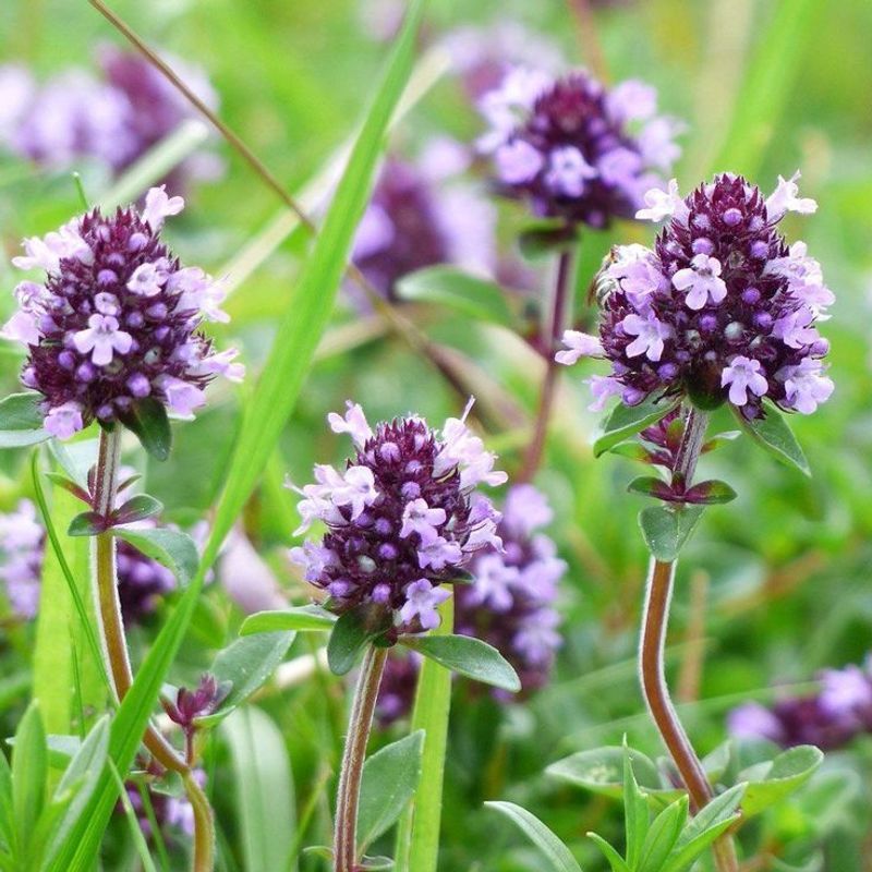 Thyme