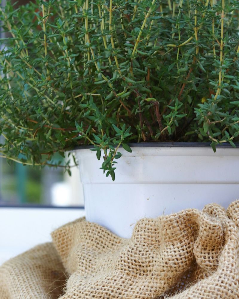 Thyme