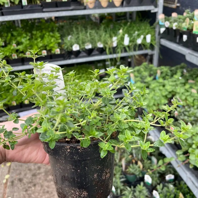 Thyme