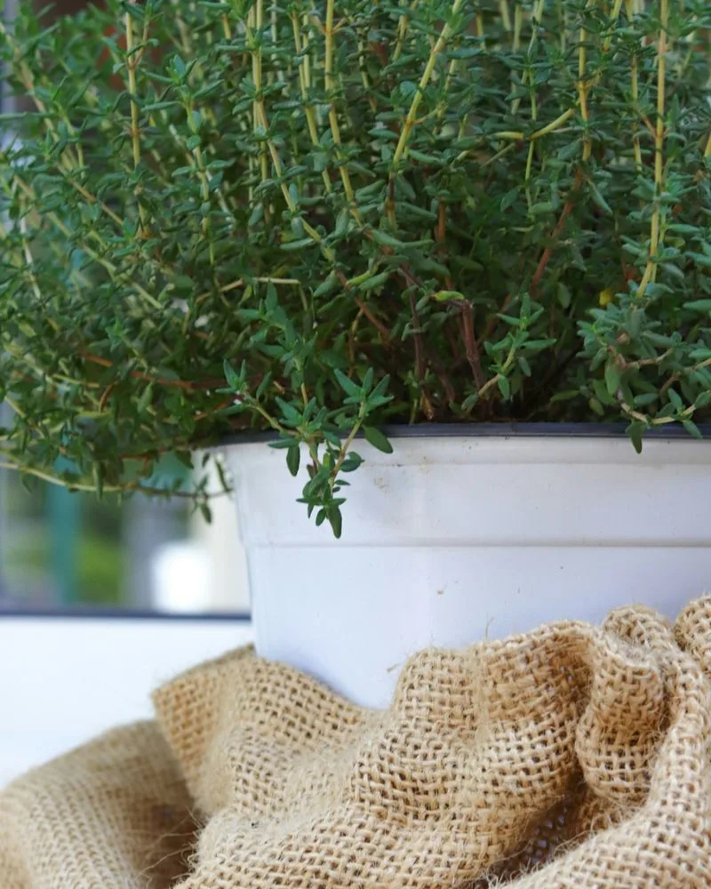 Thyme