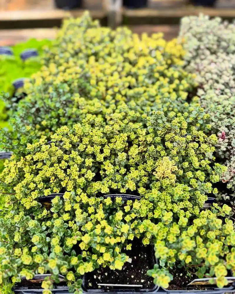 Thyme