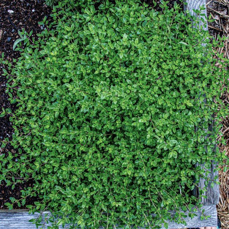 Thyme