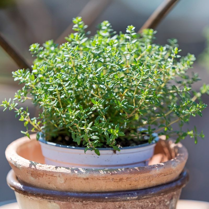 Thyme