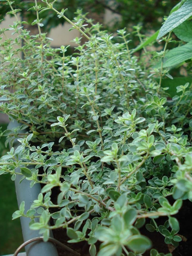 Thyme