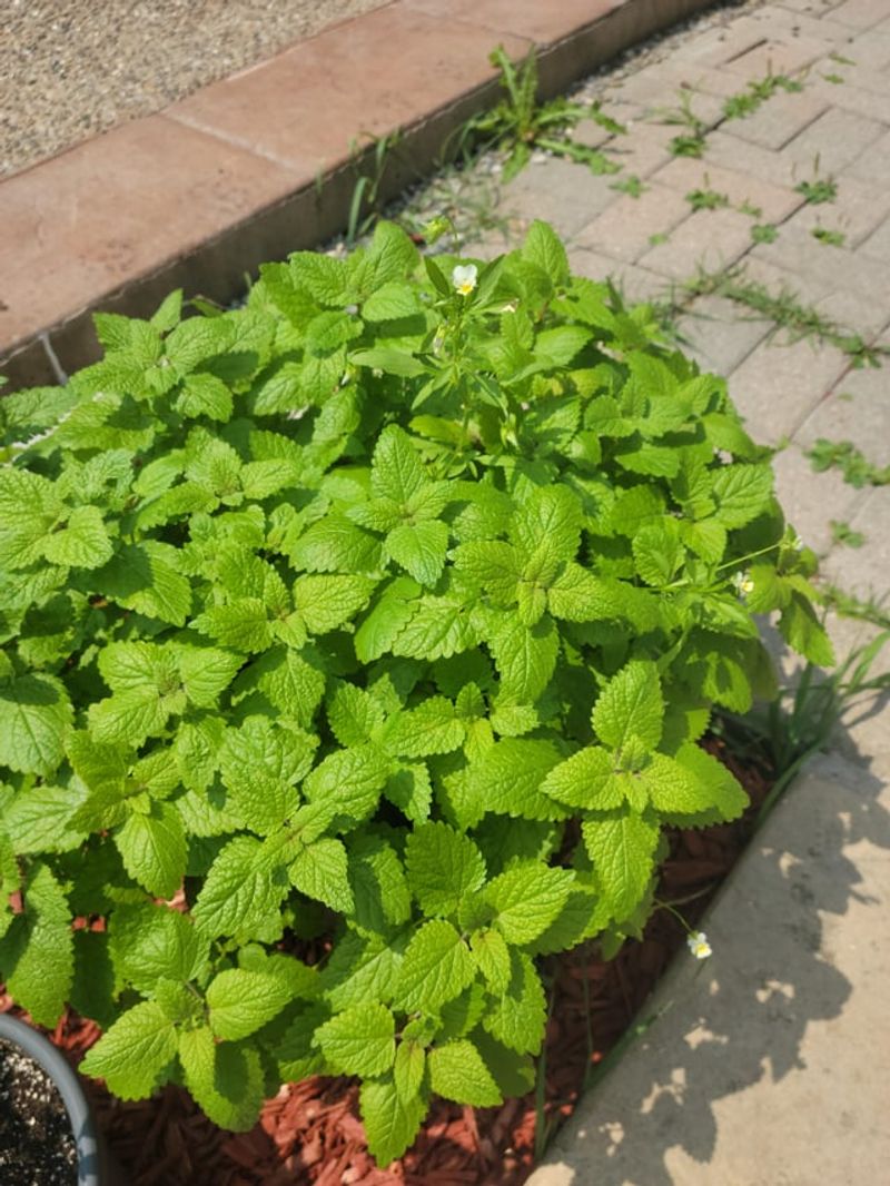 Lemon Balm (Melissa officinalis)