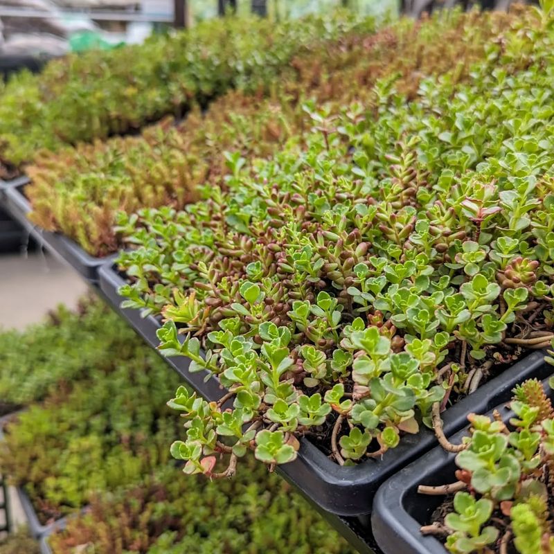 Thyme