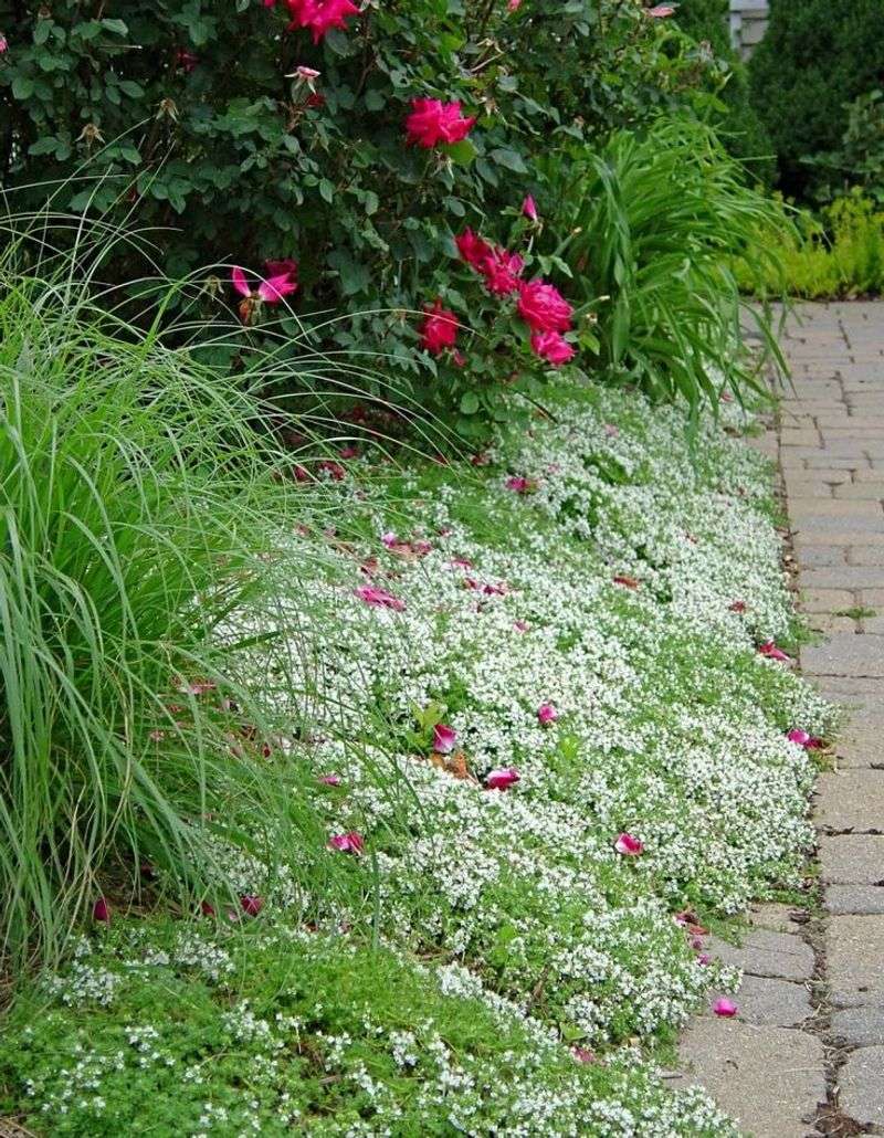 Thyme