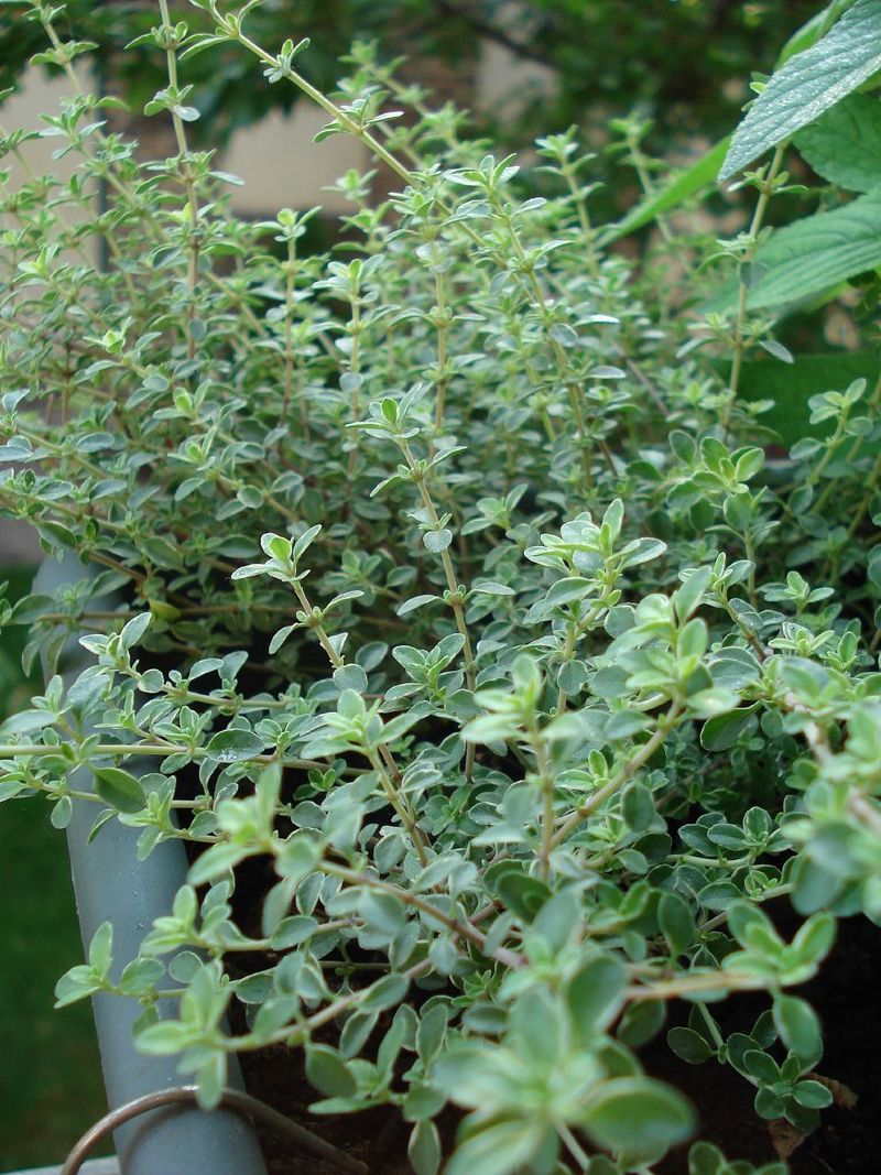 Thyme