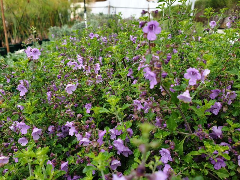 Thyme