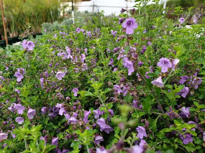 Thyme