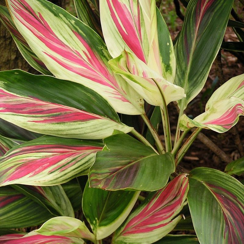Ti Plant