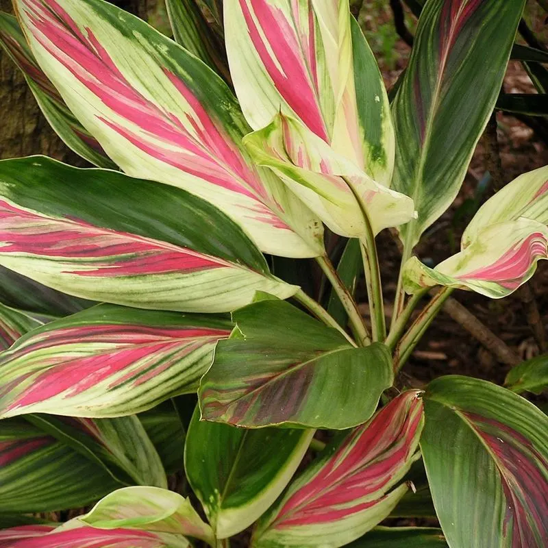 Ti Plant