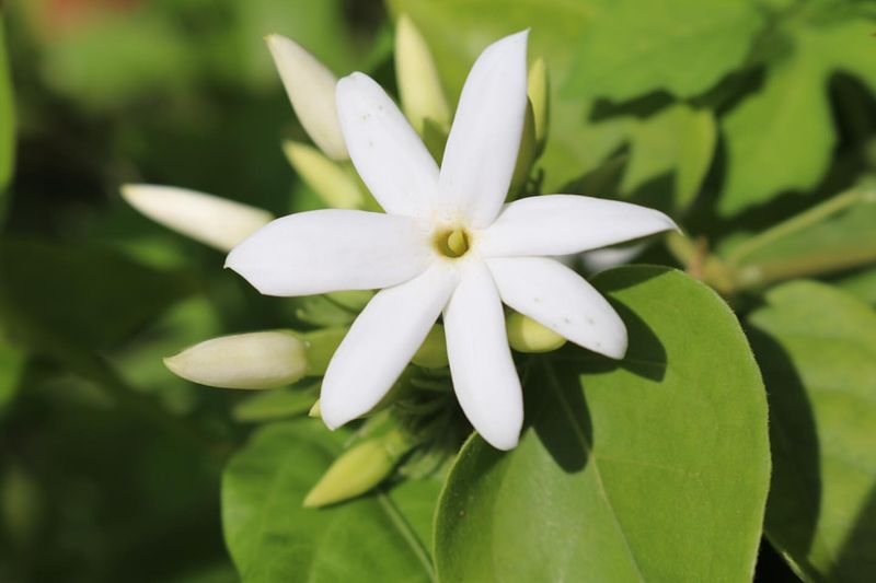 Tiare Flower