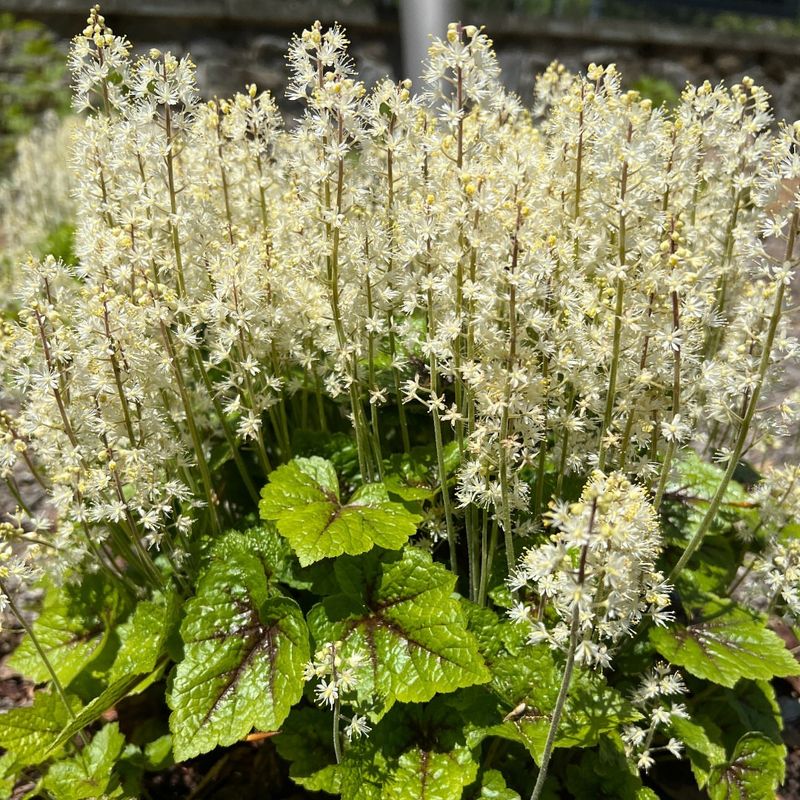 Tiarella
