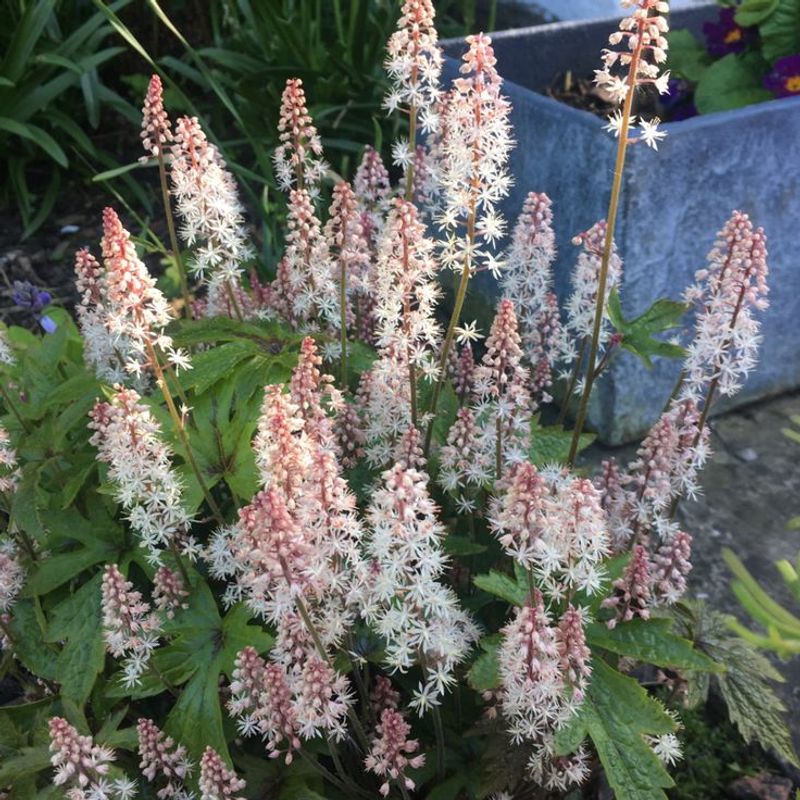 Tiarella