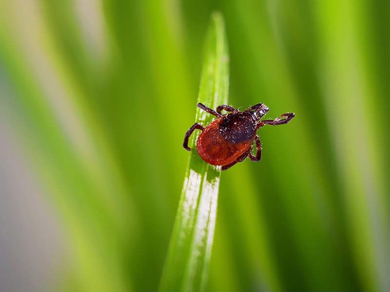 Ticks
