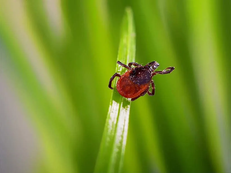 Ticks