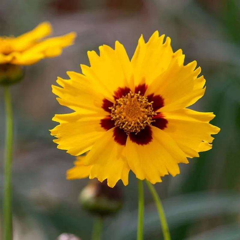 Tickseed